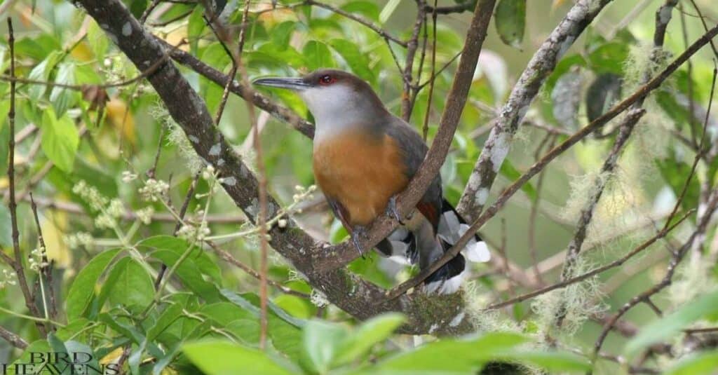 Bird Jamaican Lizard-Cuckoo have a funny name