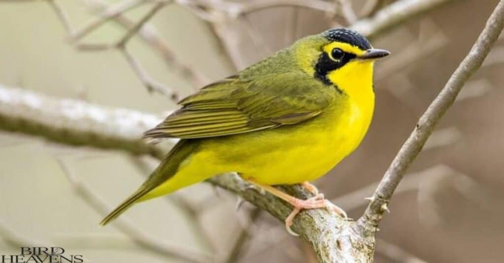 Kentucky Warbler is bird having yellow and light color