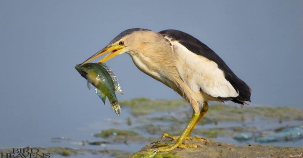 Least Bittern catch a fish from lake