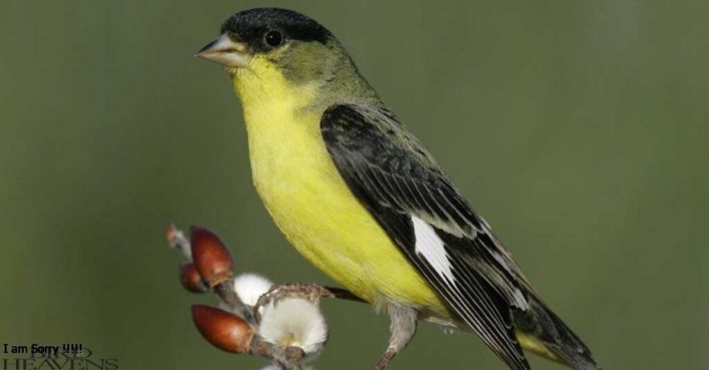 Lesser Goldfinch is sitting high on a tree