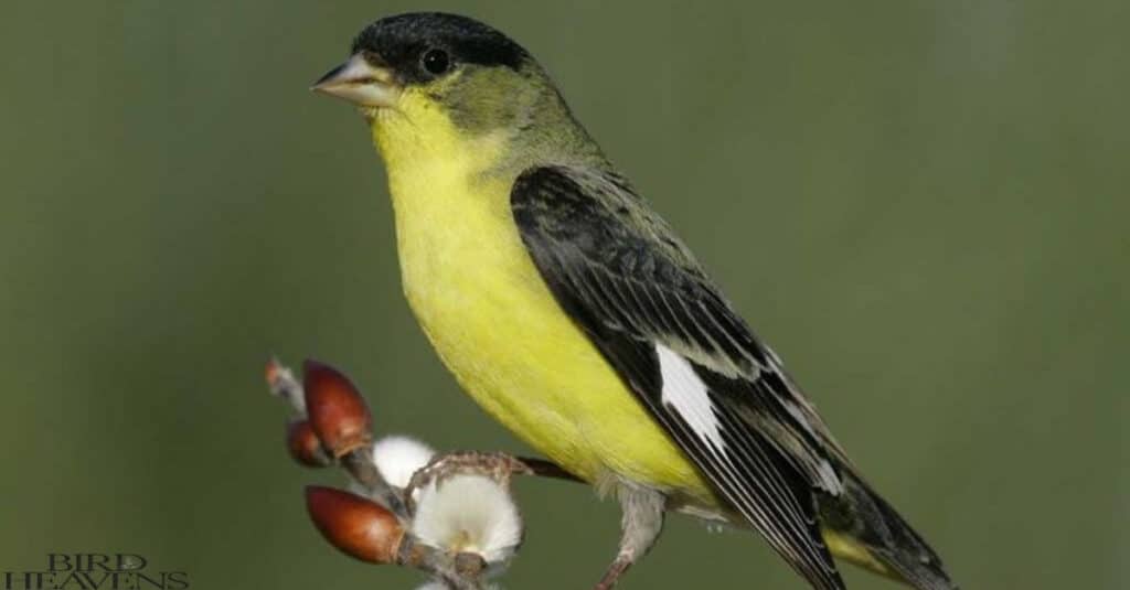 Lesser Goldfinch is perched on tree