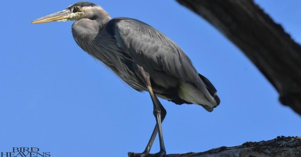 Little Blue Heron standing on a old tree branch