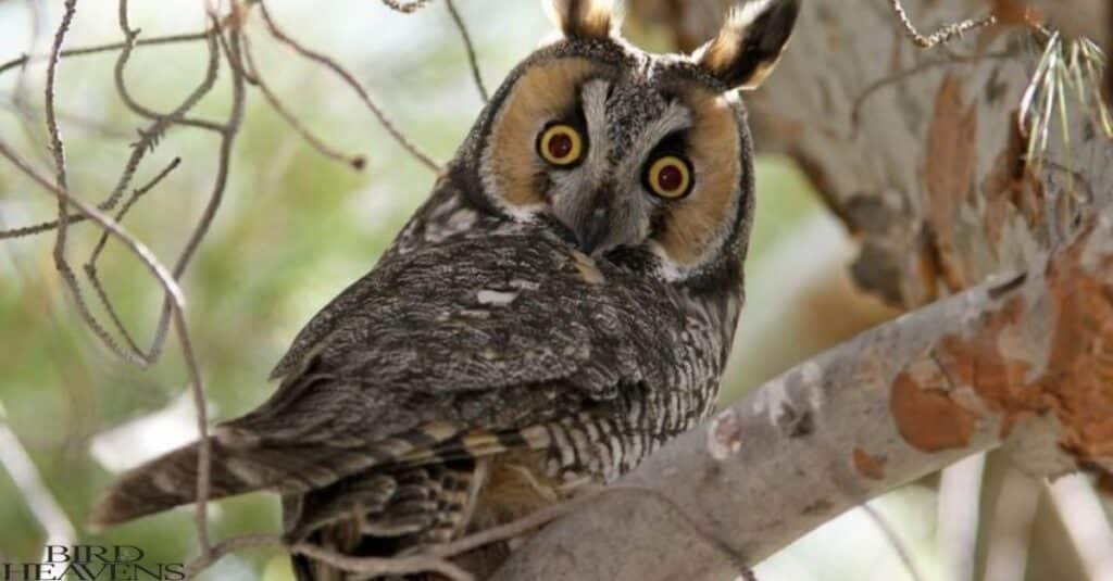 Long-eared Owl is found in michigan