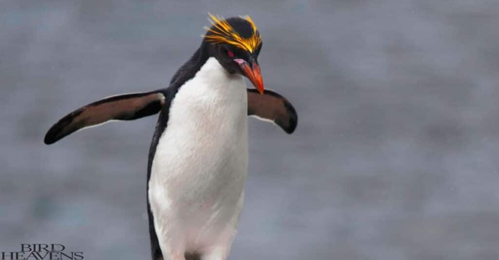 Macaroni Penguin  is in list of birds having funny names