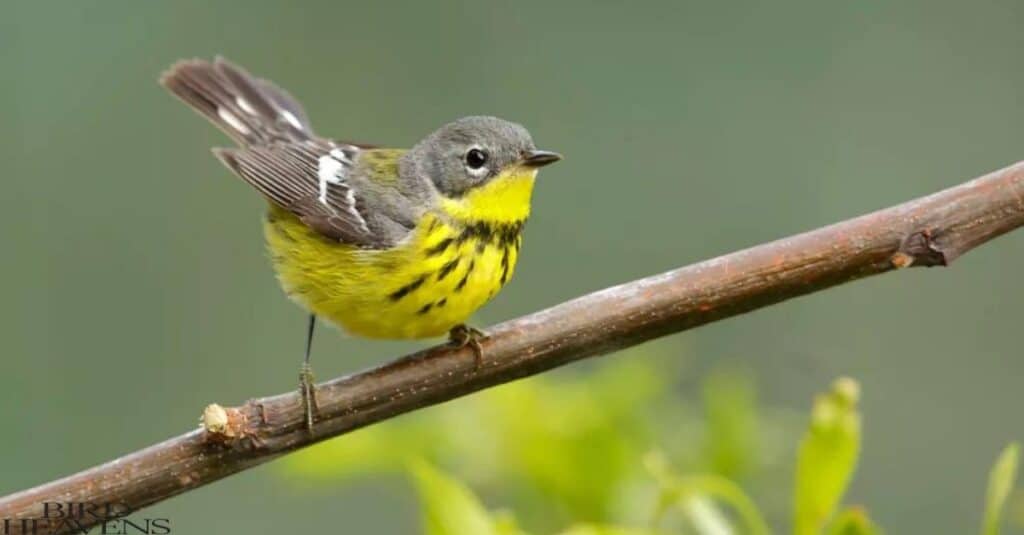 Magnolia Warbler is sitting on a branch of tree