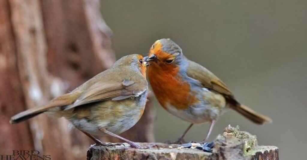 Mating behaviour of robins