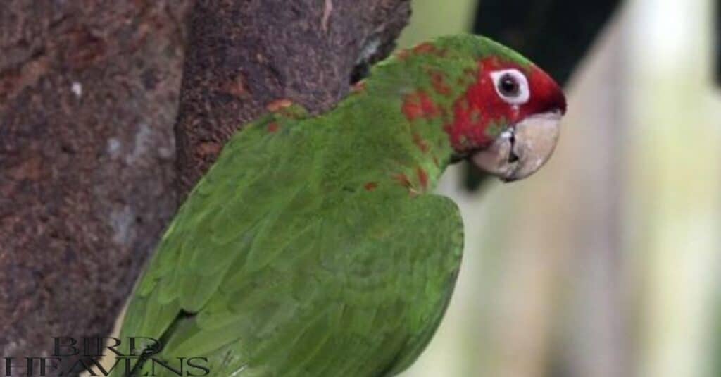 Mitred Parakeet is perched on tree