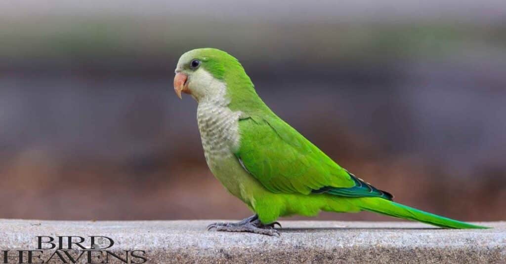 Mon Parakeet is sitting on rock