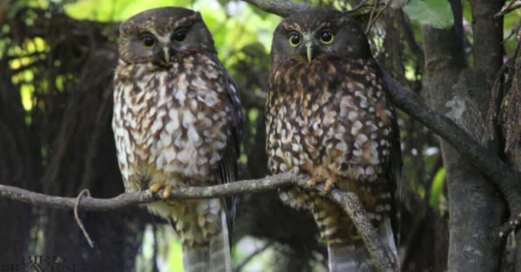 Morepork