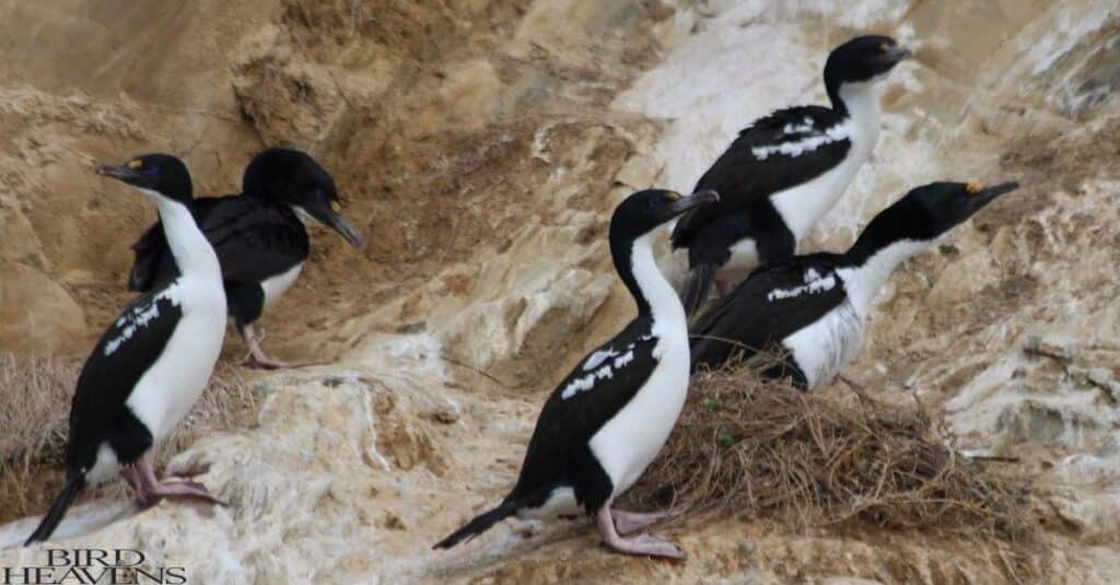 Group pf New Zealand King Shags are walking