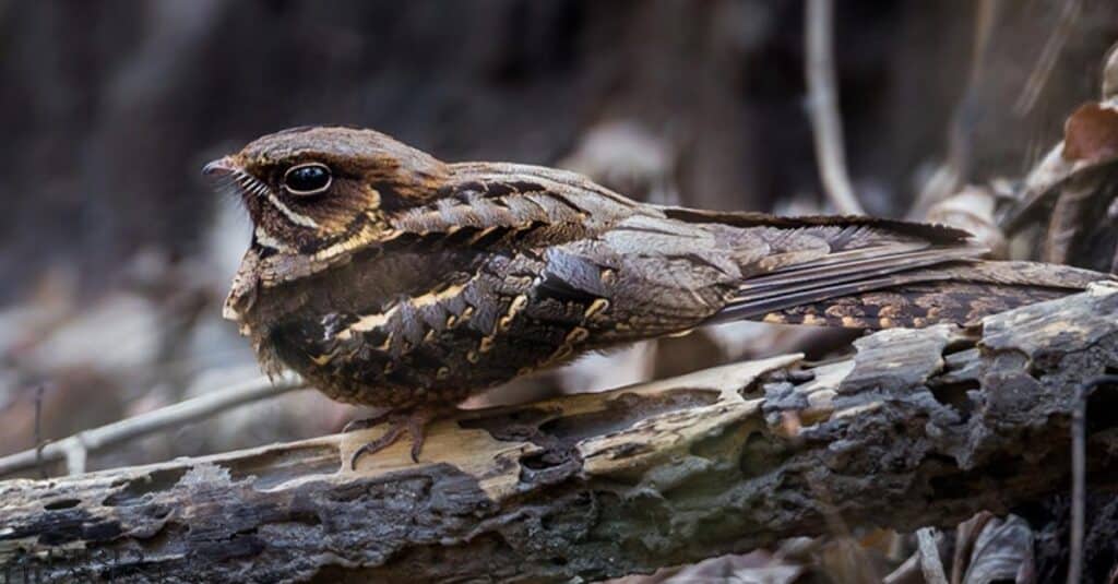 Nightjar is perced on tree