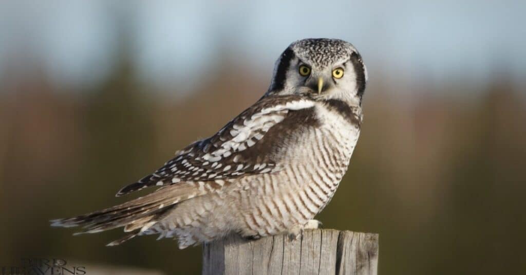 Northern Hawk Owl is one of owl found in michigan