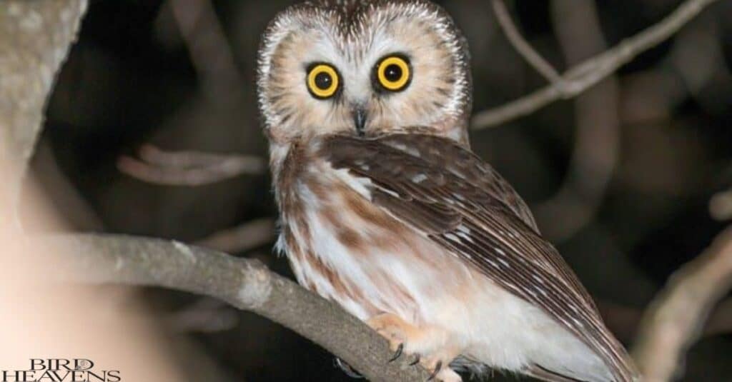 Northern Saw-whet Owl is perched on tree