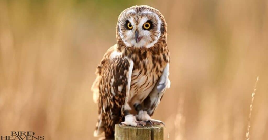 Owls In Michigan