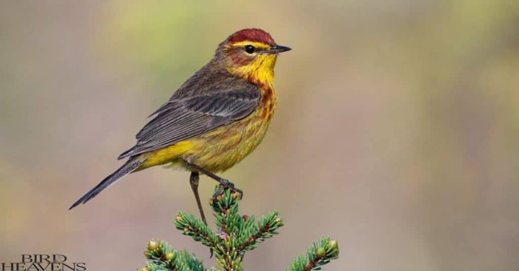 Palm Warbler is sitting on top of a tree