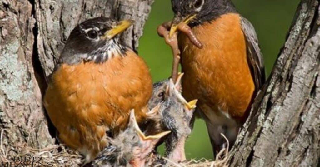 Robin Moms and Dads Care for Their Young