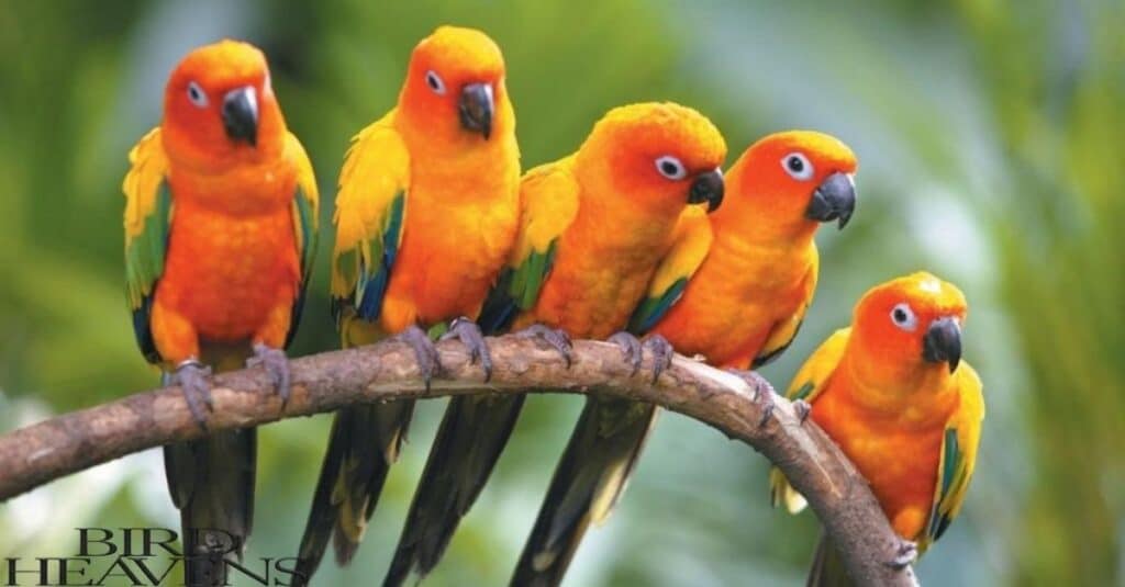 Are thereParrots In Florida