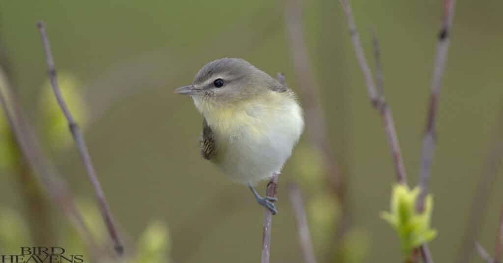 Philadelphia Vireo is one of the yellow birds in ohio