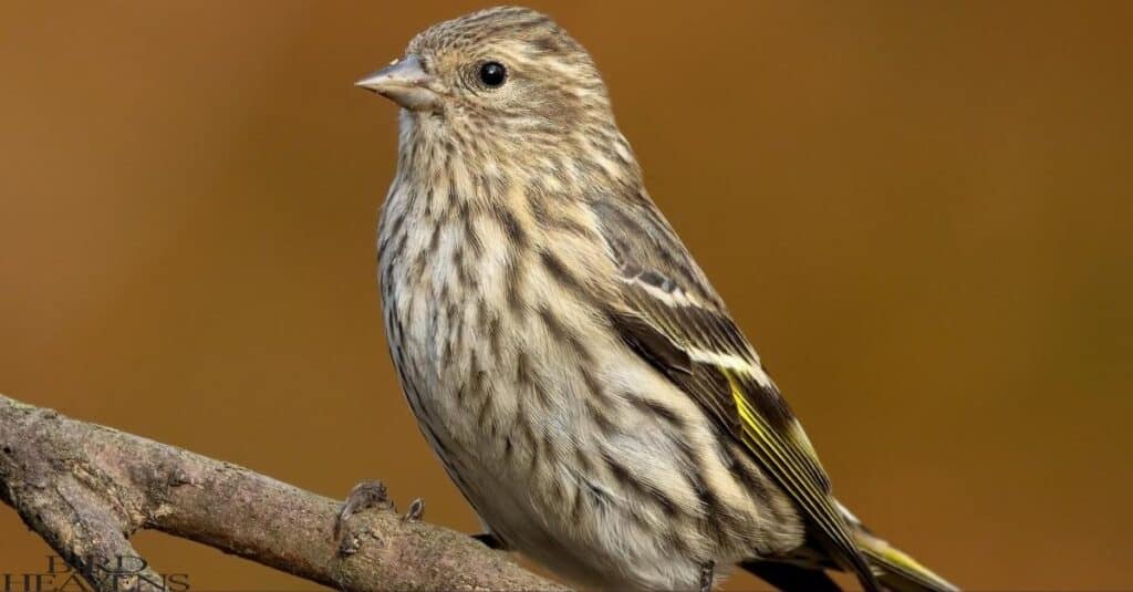 Pine Siskin is one of yellow birds found in ohio which is perched on tree