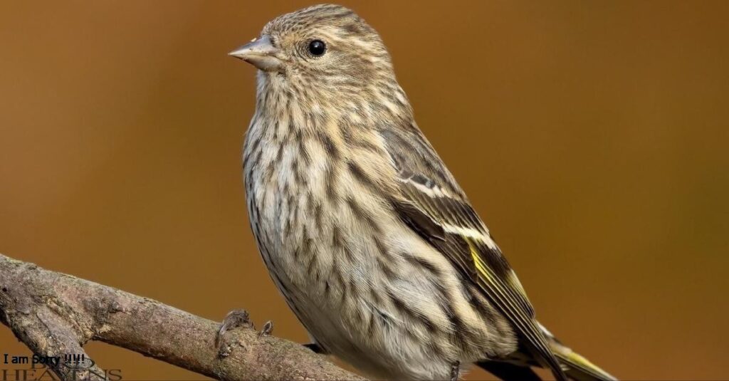 Pine Siskin is irregular winter visitors to North Carolina, often appearing in large flocks