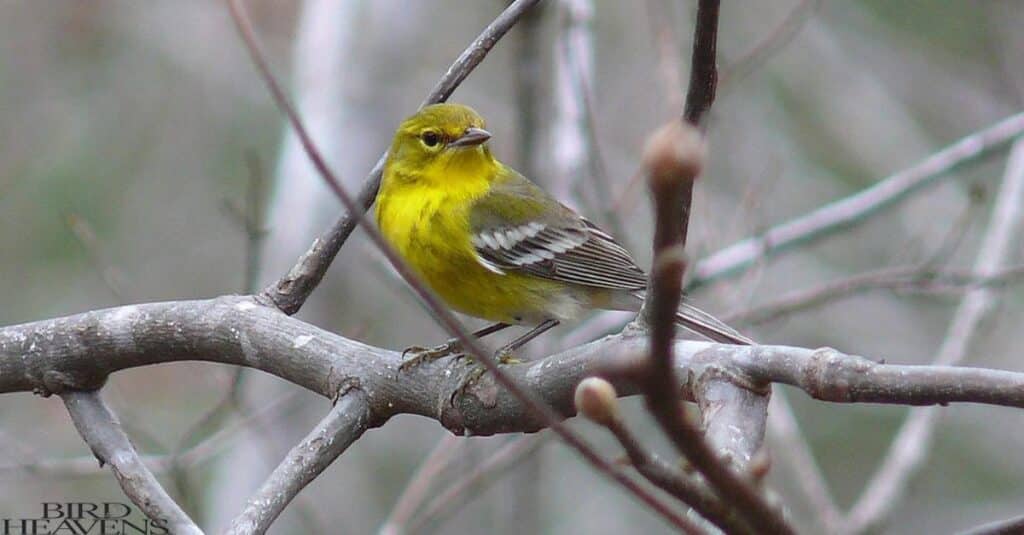 Pine Warbler is one of yellow birds in ohio