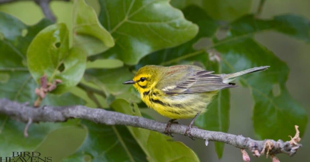 Prairie Warbler is yellow bird in ohio