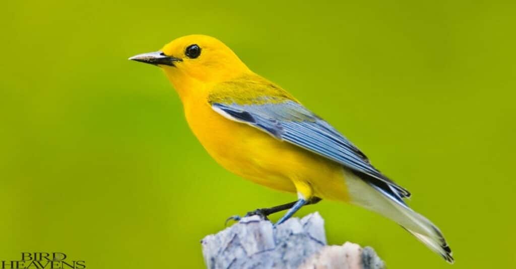 Prothonotary Warbler is bird of ohio