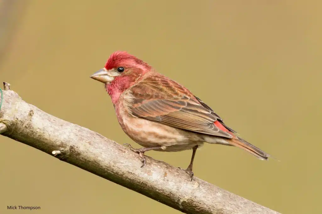 Purple Finch is a winter visitor to North Carolina