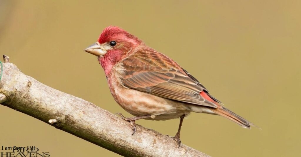 Purple Finch