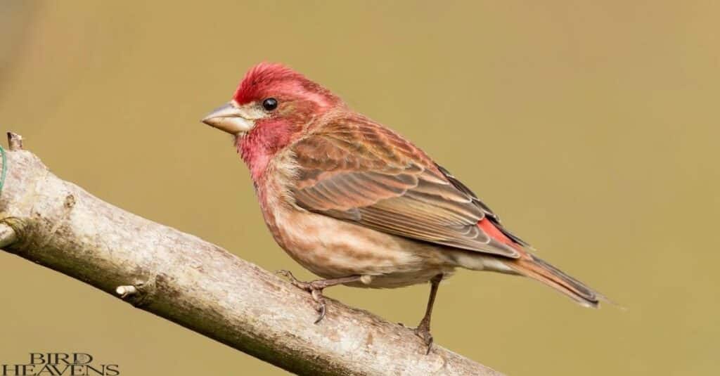 Purple Finch is perched on tree