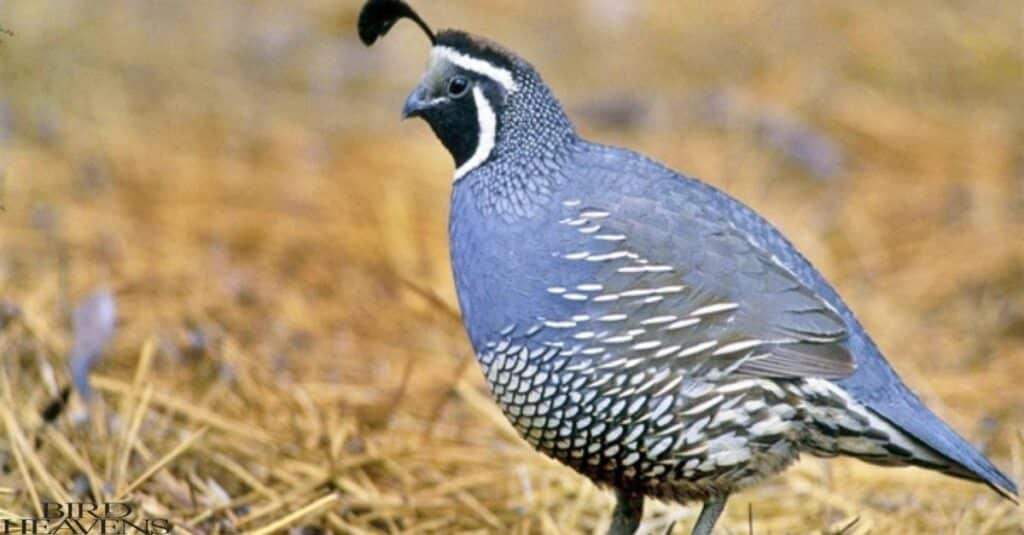 Quail play vital roles in their ecosystems