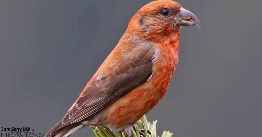 Red Crossbill is also found in caroline