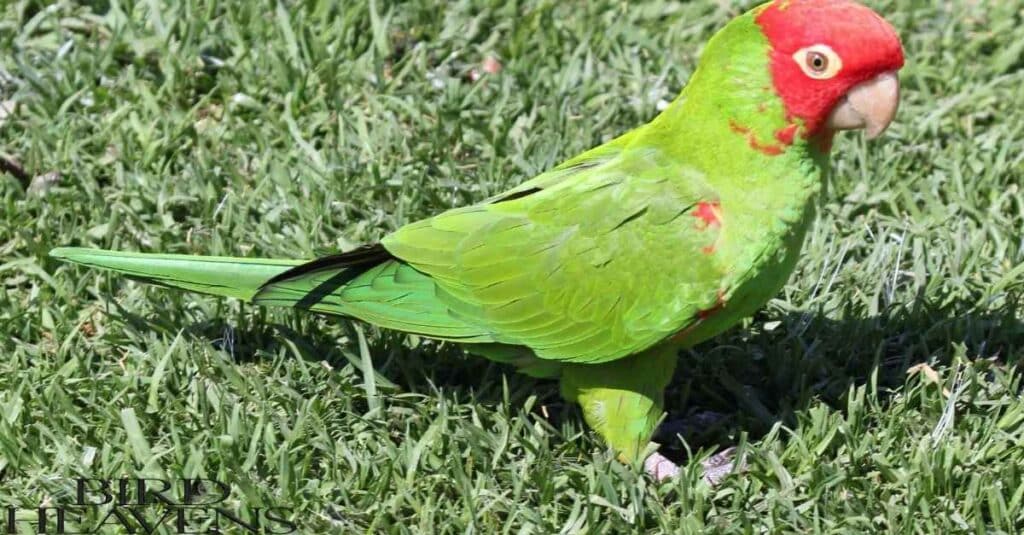 Red-masked Parakeet