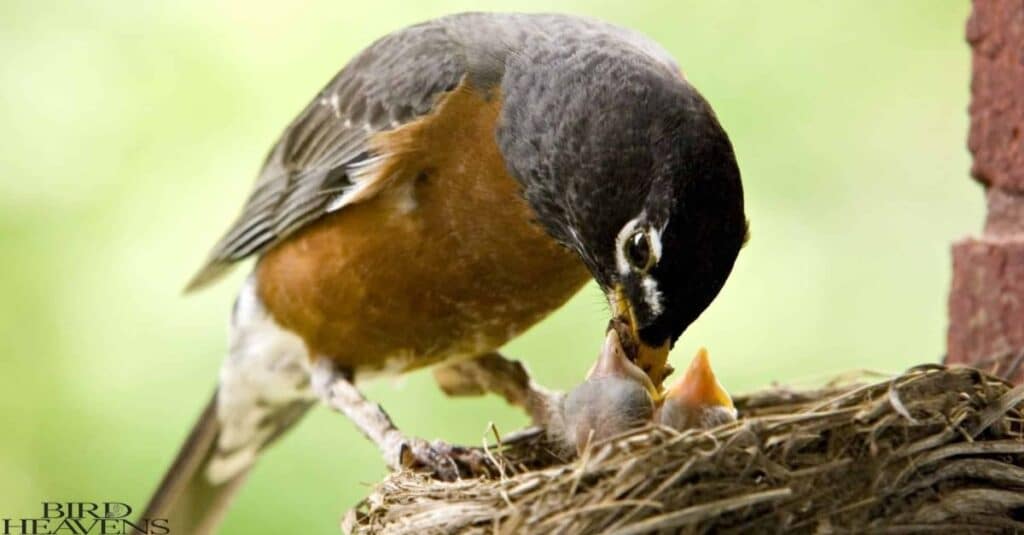 Robin is feeding its babies