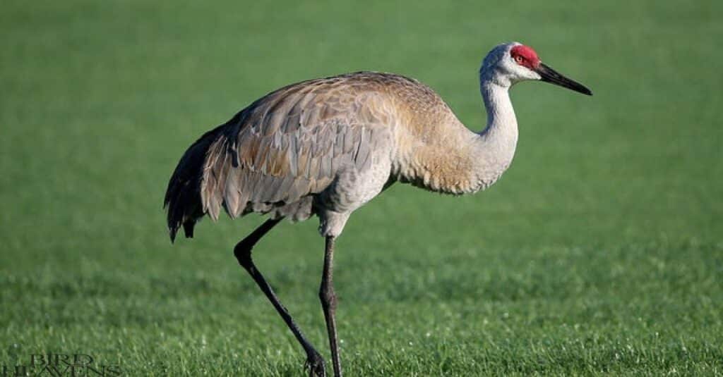 Sandhill Crane