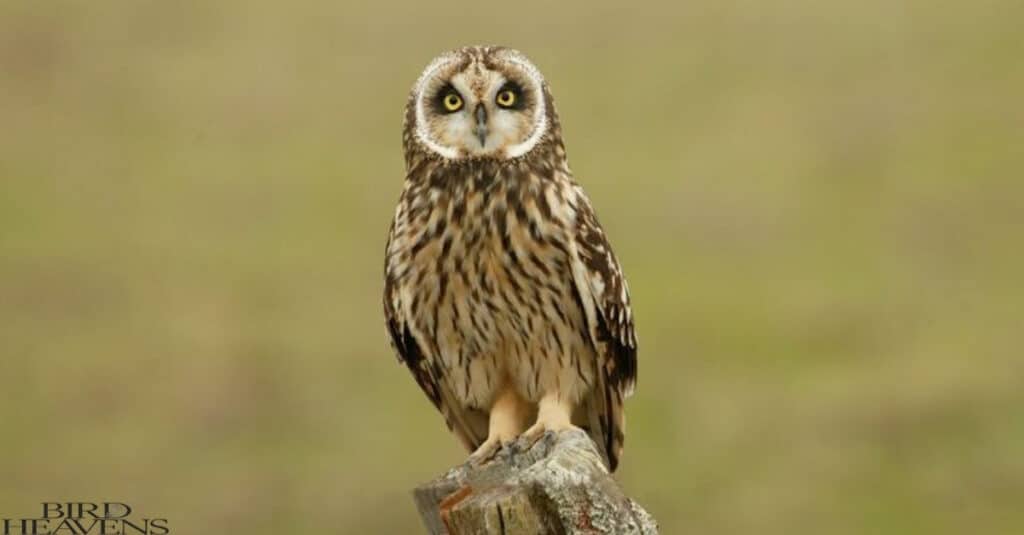 Short-eared Owl is one of owls found in michigan