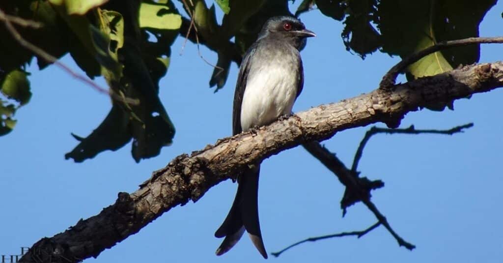 Small Black Birds With White Bellies