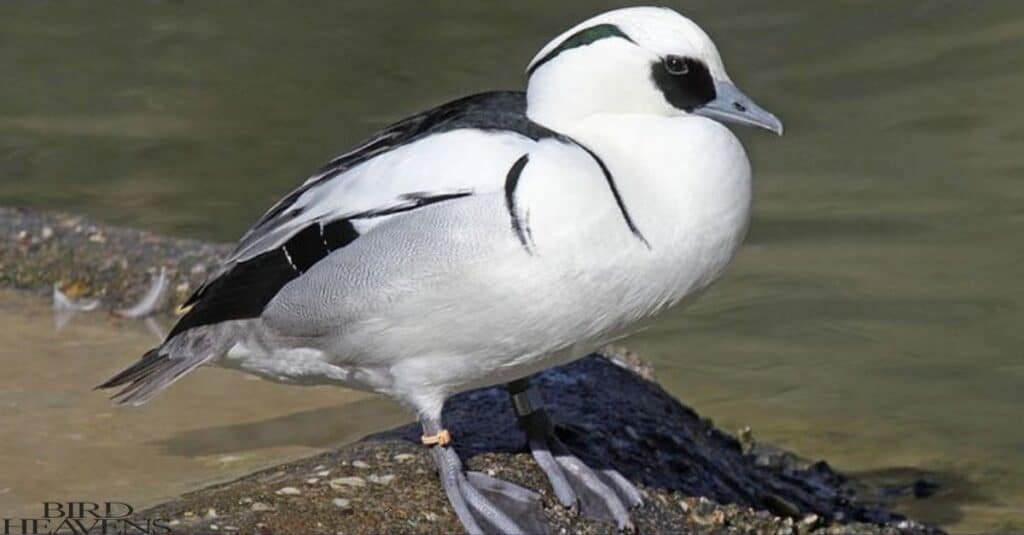 Smew is in list of birds having funny names