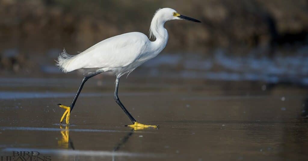 Snowy Egret is found in michigan