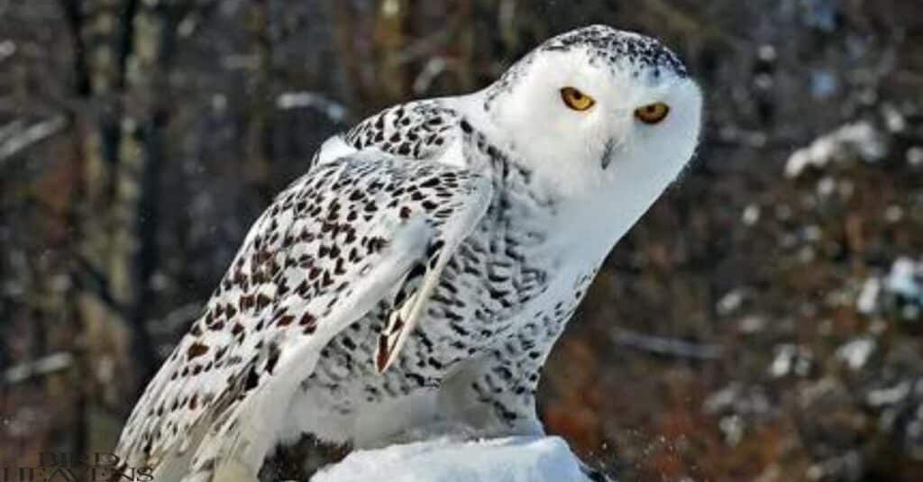 Snowy Owl is perched on tree