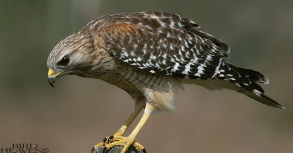 Sometime hawks can be dangerous for human but its very rare