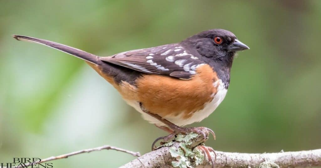 Spotted Towhee is bird have white belly