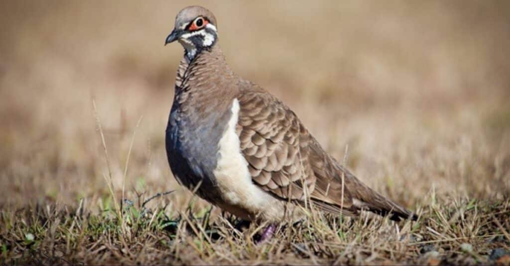 Squatter Pigeon is bird having funny name