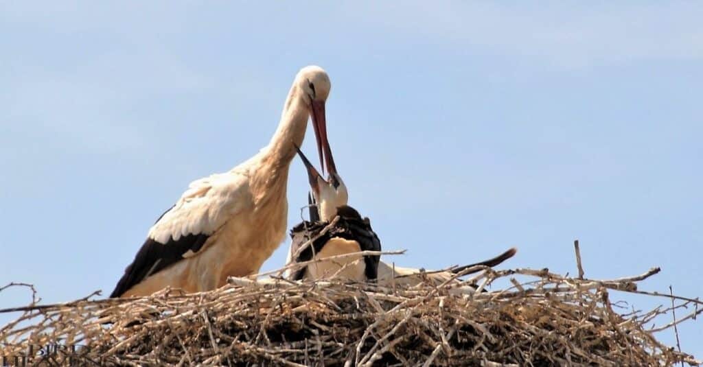 Storks have different selection criteria for eliminating young from the nest