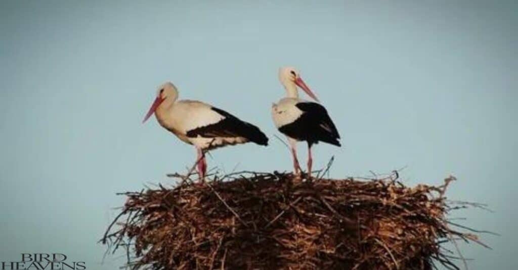 Stork's nest