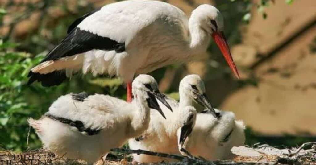 Storks over reproduction