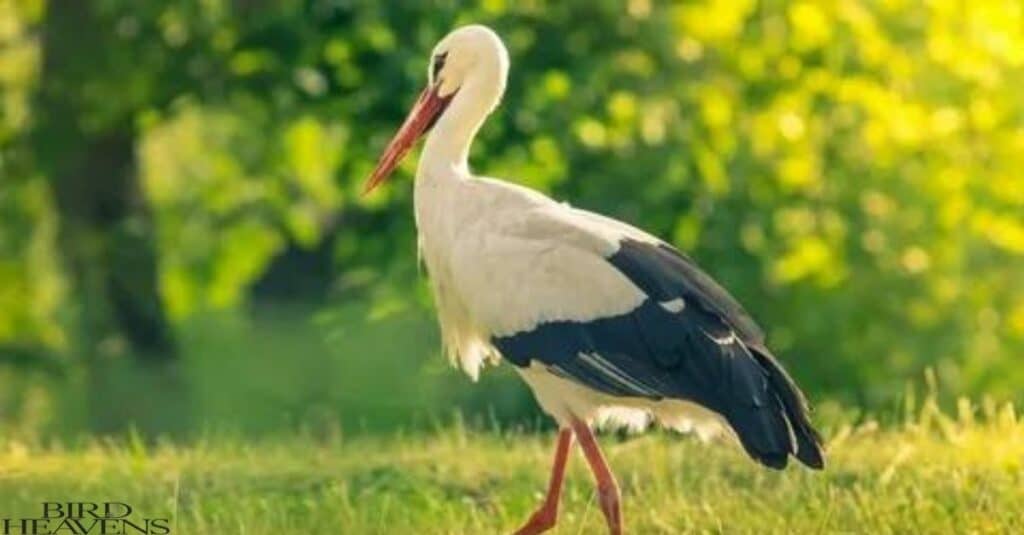 Storks play important role in ecosystem