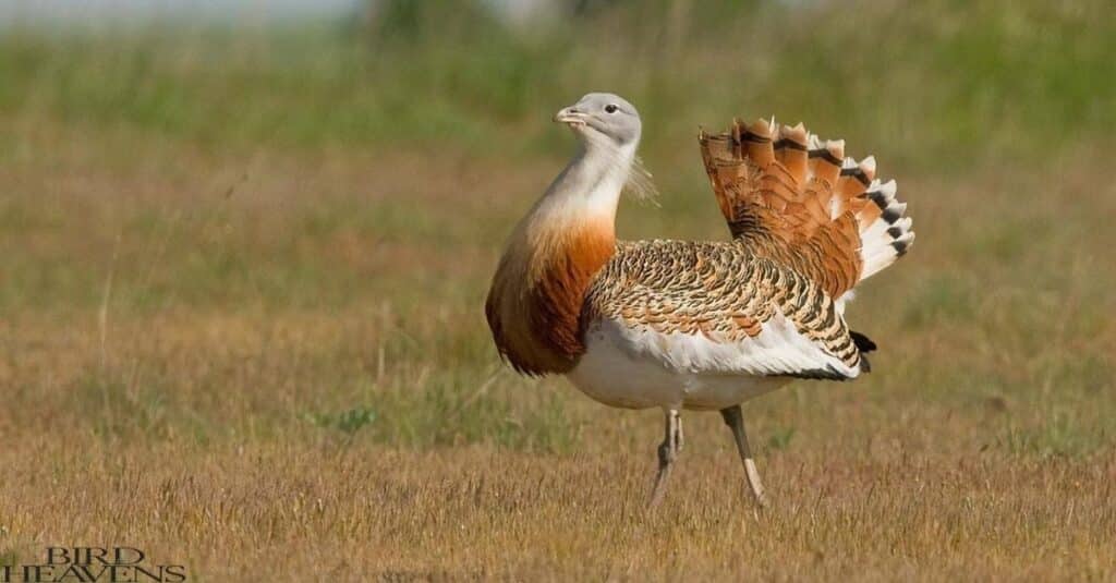 The Great Bustard is also bird havin sich a funny name