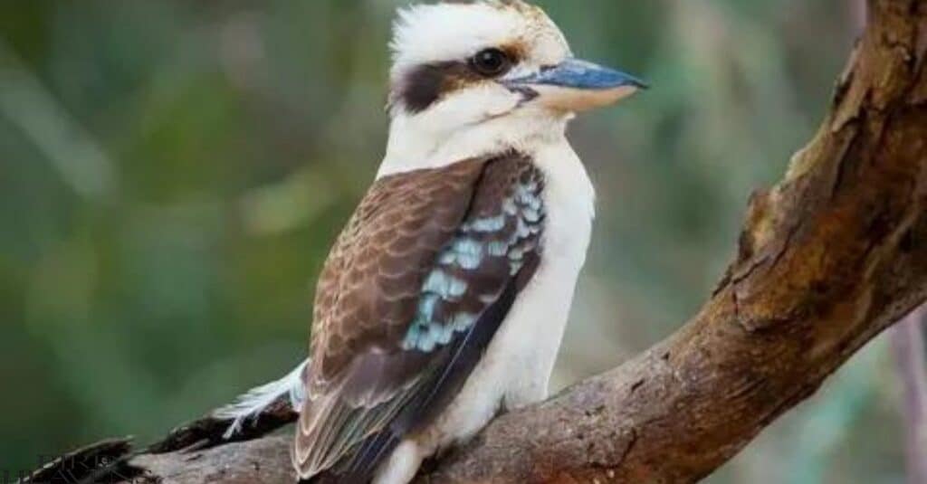 The Kookaburra is included in birds having funny names