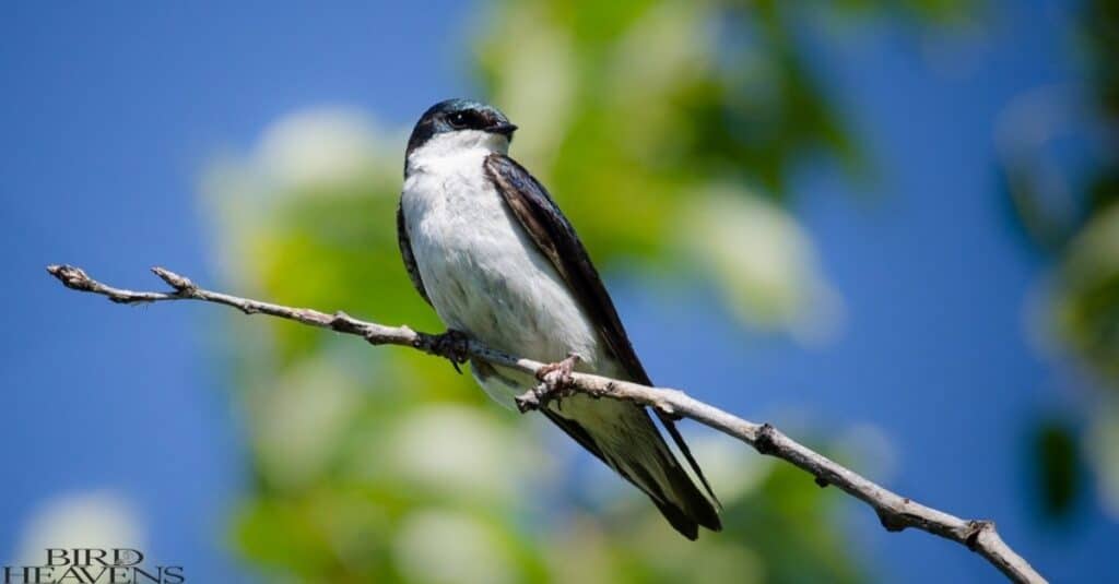 Tree Swallow is bird having white belly